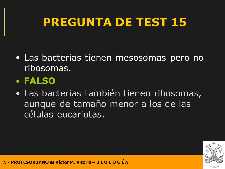 ¿Los virus tienen ribosomas?